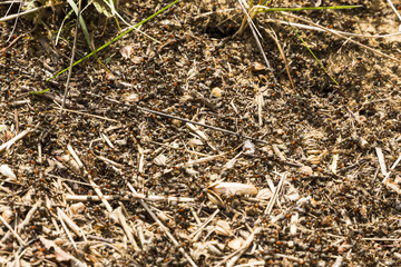Anthill black ants