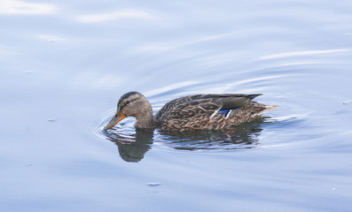 A beautiful female of a wild duck is swimming in water.