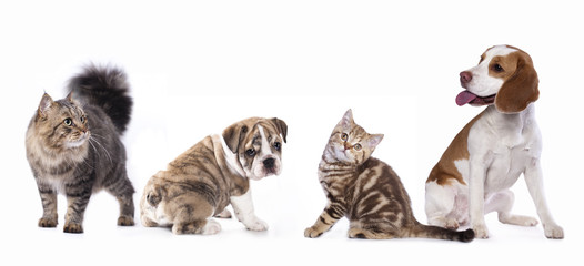 cat and dog, dachshund puppy chocolate color and cat