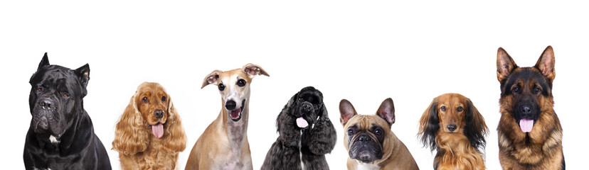 Portraits of dogs of the group on a white background, spaniel, shepherd, dachshund longhaired, cane...