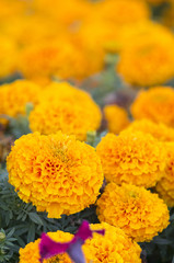 Lots of beautiful marigold flowers in the garden.
