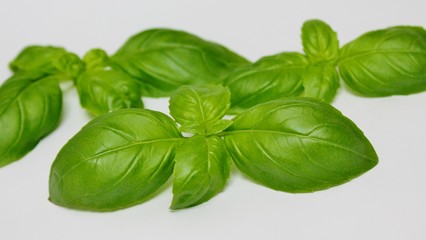 Basil isolated on white background