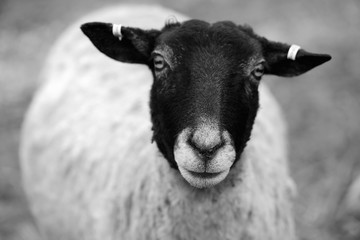 Får, Nyckeviken, nacka, sverige