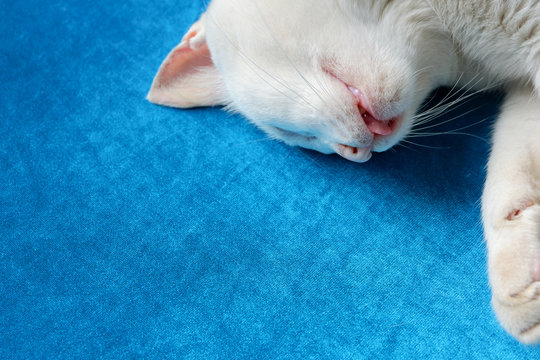 Close up sleep or die cat on blue sofa, copy space