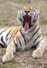 Tiger Yawn Showing Pink Tongue