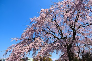 枝垂桜