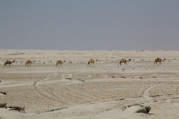 Fototapeta na wymiar Dromedaries travel through the dunes of the desert in the Sultanate of Oman