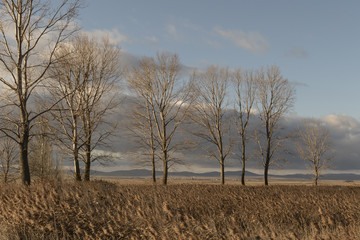 Contraste de sol y nubes entre árboles