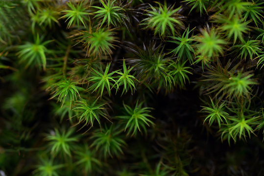 Grön Bilder Durchsuchen 3,187 Archivfotos, und Videos