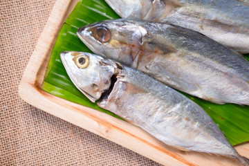 Fresh of Thai mackerel fish