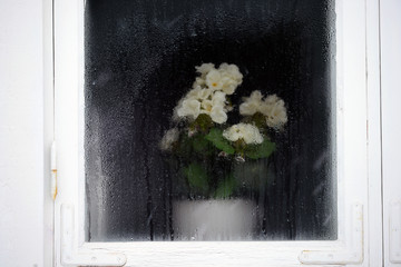 blomma i fönster, sverige