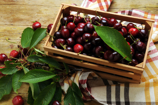 Prunus avium Cereja Amarene Cerise Czereśnie Visciole Cereza Cerasa Cireş Ciliegia Cherry Marasche &kappa;έ&rho;&alpha;&sigma;&omicron;&sigmaf; Kirseb&aelig;r Kirazgiller Вишня 
 плод 