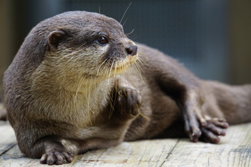 コツメカワウソ