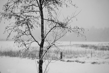 vinterkog, dalarna, sverige