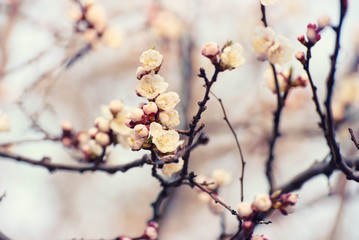 Apricot spring tree flower, seasonal floral nature background
