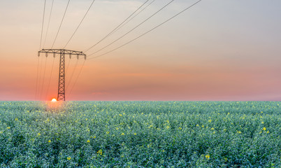 Erste Rapsblüten bei Sonnenaufgang