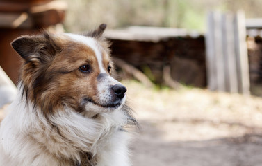 dog sitting in the backyard