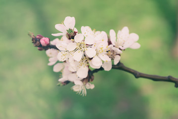 Apricot tree flower with buds and blossoms blooming at springtime, vintage retro floral background