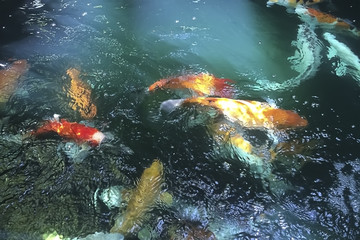 Japanese Fancy Carp or Koi fishes swimming in beautiful turquoise green water.