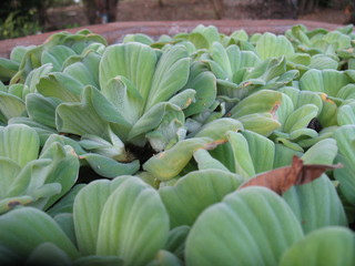 aquatic plant