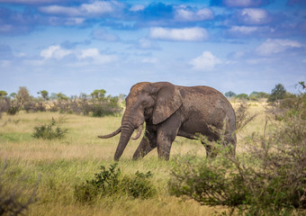 African Savannah Elephant at the Kruger National Park, South Africa