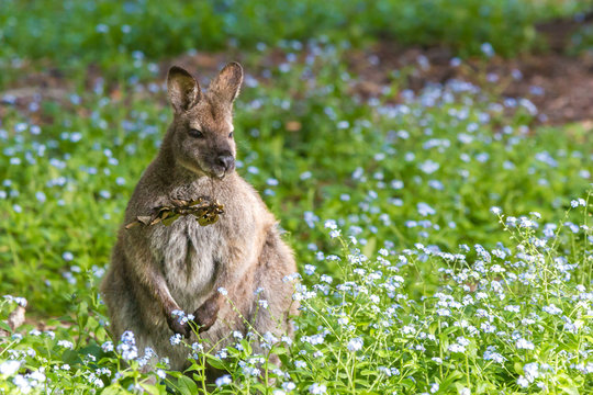 Bennett's wallaby at Adventure Bay, Bruny Island, Tasmania, Australia
