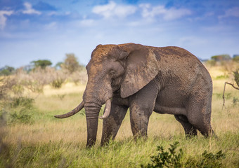 Fototapeta na wymiar African Savannah Elephant at the Kruger National Park, South Africa
