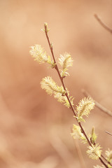Fototapeta na wymiar Blooming willow branch in springtime, seasonal easter background