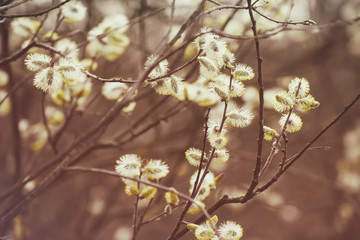 Blooming willow branch in springtime, seasonal vintage easter background with copy space
