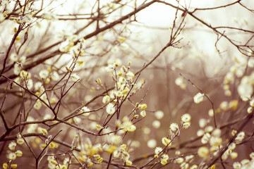 Blooming willow branch in springtime, seasonal vintage easter background with copy space