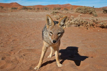 Black Back Jackal, Sossus Dunes, Namibia
