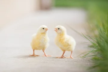 Foto auf Acrylglas Hähnchen two adorable chicks outdoors