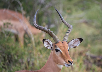 Impala male at the Kruger National Park, South Africa
