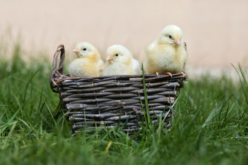 three little chicks posing in a basket outdoors