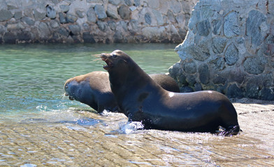 Dominant Male California Sea Lion chasing another one away after fighting on the marina boat launch in Cabo San Lucas Baja Mexico BCS MEX