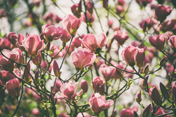 Blossoming of pink magnolia flowers in spring time, retro vintage hipster background