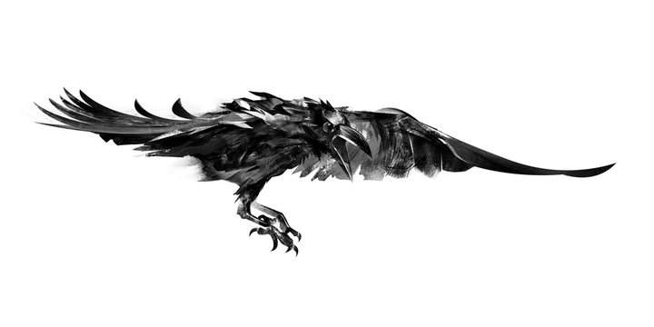 Drawing flying crows on a white background