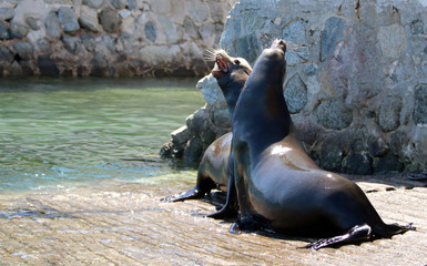 Male California Sea Lions fighting on the marina boat launch in Cabo San Lucas Baja Mexico MEX