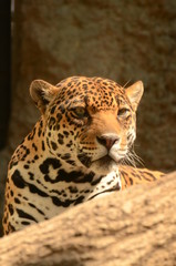 ジャガー