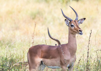 Impala male at the Kruger National Park, South Africa