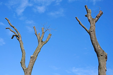 Dry trees against blue sky