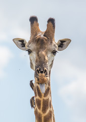Giraffe at the Kruger National Park, South Africa