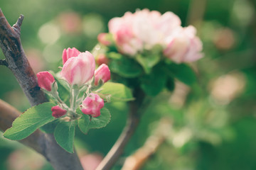 Fototapeta premium Apple tree flower blossoming at spring time, floral background