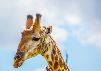 Naklejka premium Giraffe at the Kruger National Park, South Africa