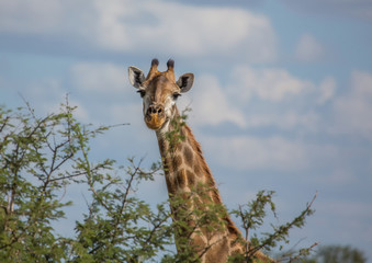 Giraffe at the Kruger National Park, South Africa