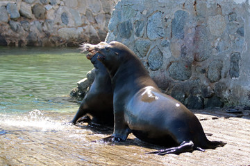 Male Bull California Sea Lions fighting on the marina boat launch in Cabo San Lucas Baja Mexico BCS MEX