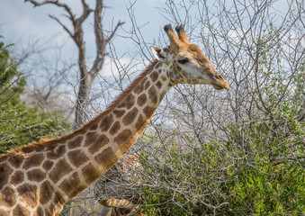 Giraffe at the Kruger National Park, South Africa