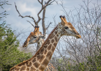 Giraffe at the Kruger National Park, South Africa