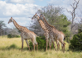 Giraffe at the Kruger National Park, South Africa