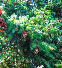 Fir cones on barely.